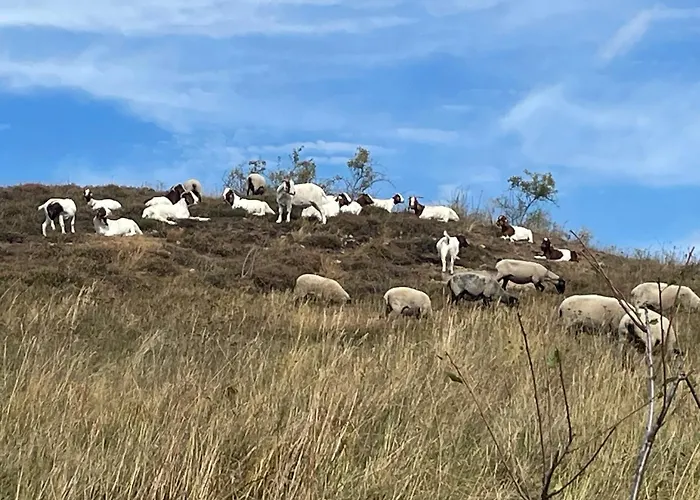 Harzhotel Warnstedter Krug Тале